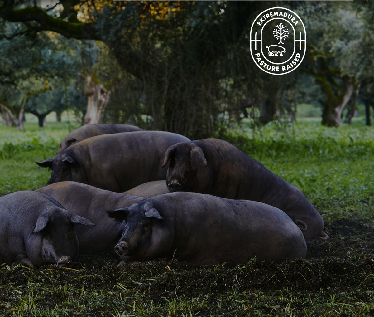 Imported Spanish Ibérico Pork